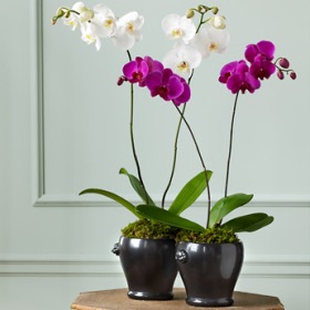 Орхидея в интерьере квартиры. Орхидеи в интерьере квартиры — фото и примеры