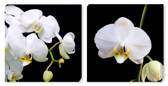 Картина Орхидеи