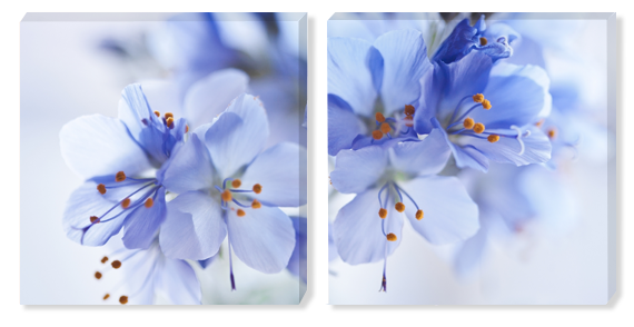 Картина диптих Голубые цветы