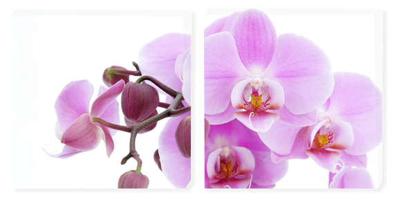 Картины  орхидея