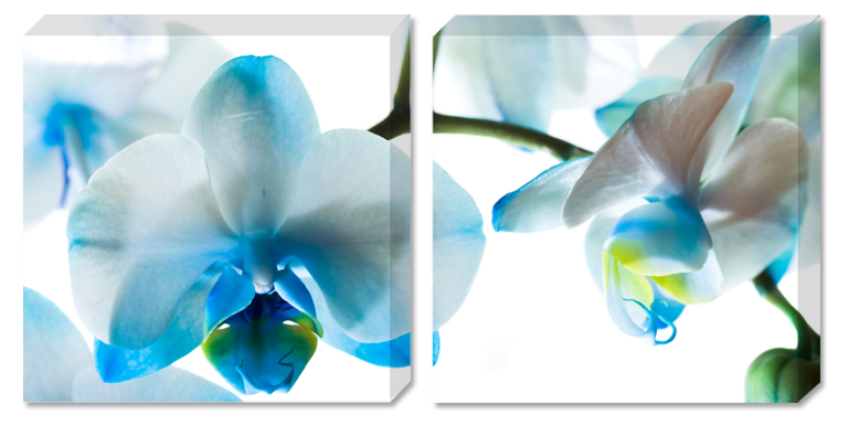 Картины диптих голубая орхидея