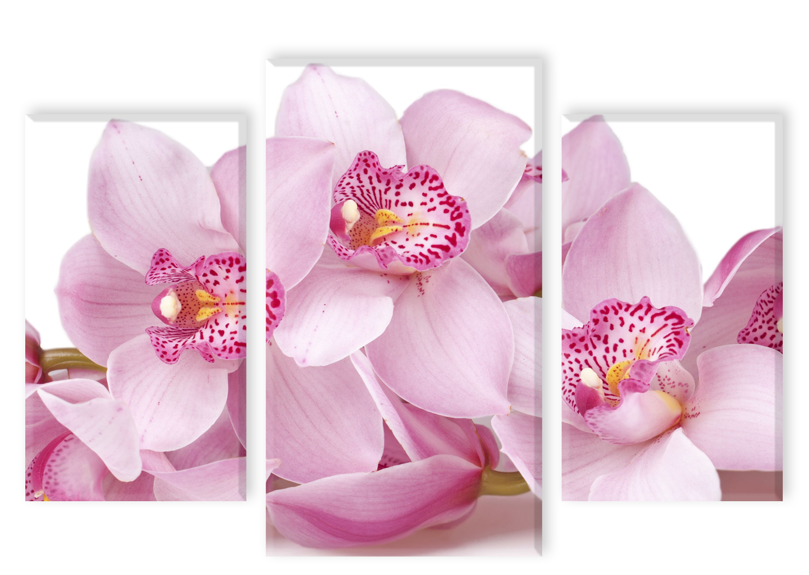 Модульная картина "Нежная орхидея"