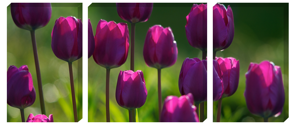 Модульная картина "Лиловые тюльпаны"