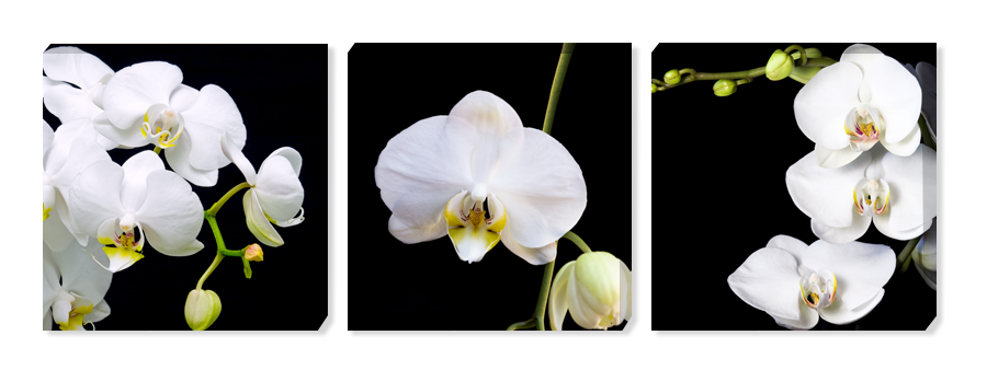 Картина триптих орхидея