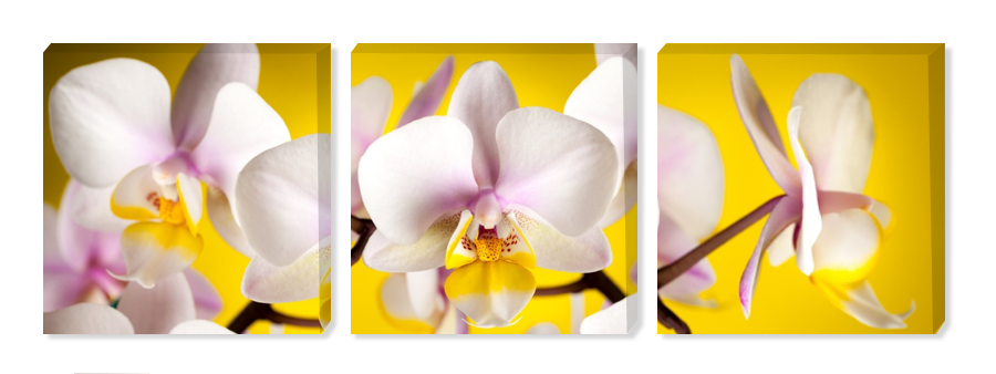 Картина триптих Орхидея