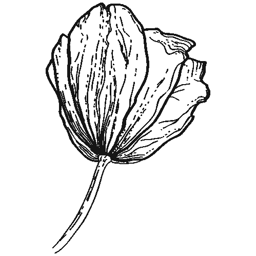 Наклейка тюльпан